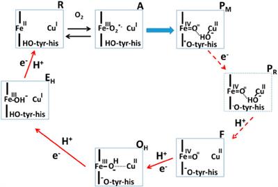 Editorial: Computational and experimental insights in proton and ion translocating bioenergetic systems